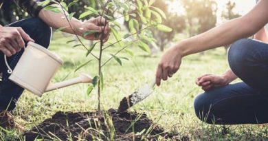 Planter Arbre